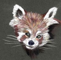 Red Panda